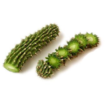 hoodia gordonia - složení Reduslim